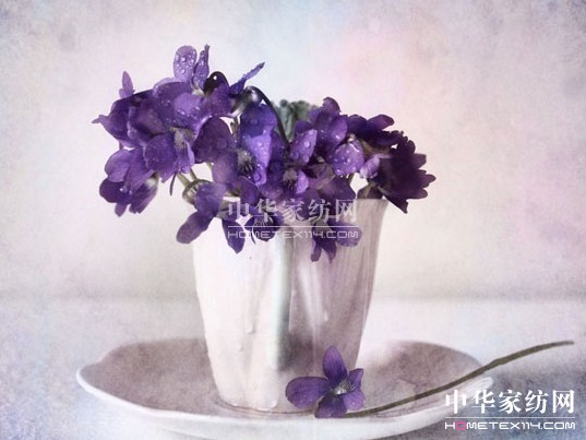 一花一世界 那些你不知道的紫羅蘭