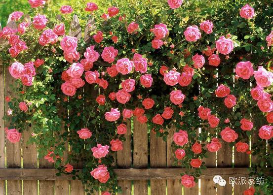 2014歐派家紡春夏新品“色繽紛”閃耀上市