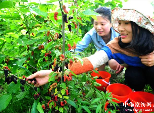 玖久絲綢:桑葚采摘節(jié)圓滿落幕