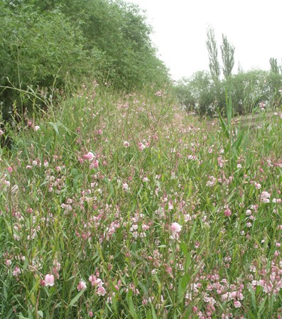 新疆一企業(yè)開發(fā)出80支高紡羅布麻紗家紡四件套售價(jià)11萬