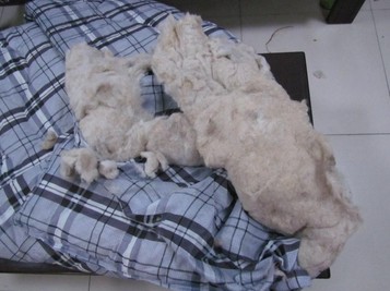 陜西白水:工商局搗毀一黑心棉加工廠