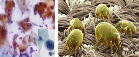 紫羅蘭生機(jī)家紡——解密健康睡眠