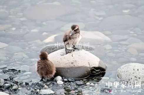 豪氣!27萬買下博洋家紡"被王"、"被后"!