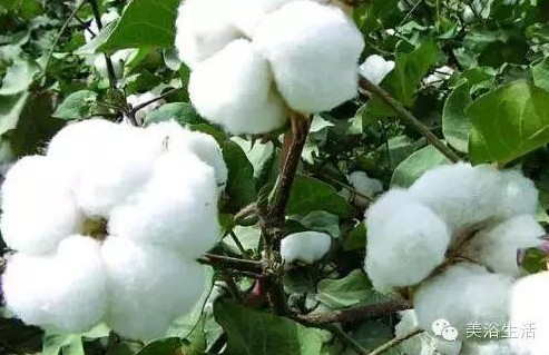 ԡƵĴΣëԡʲôǰɫģ