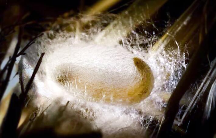 夕禾絲綢學堂之蠶絲被的制作